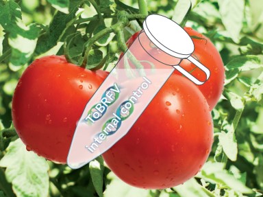 Tomato brown rugose fruit virus (ToBRFV)
